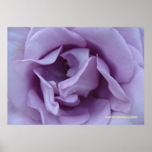 Póster Dentro de un Rosa Lavender