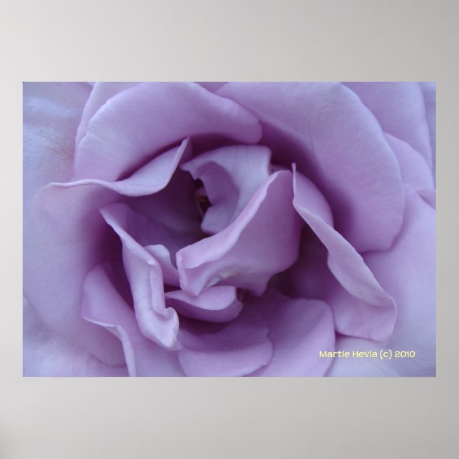 Póster Dentro de un Rosa Lavender (Frente)
