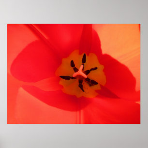Póster Dentro de un tulipán