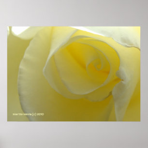 Póster Dentro de una rosa blanca