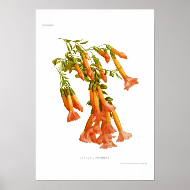 Póster Dependencias de Cantua (Frente)