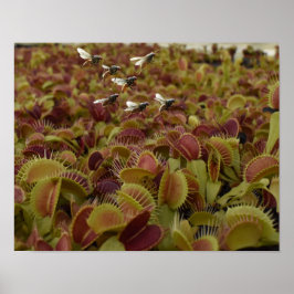 Póster Deporte extremo para moscas.