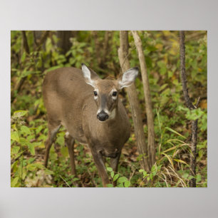 Póster Depósito de cola blanca