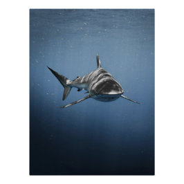 Póster Depredador Feroz del Océano – Tiburón