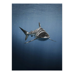 Póster Depredador Feroz del Océano – Tiburón