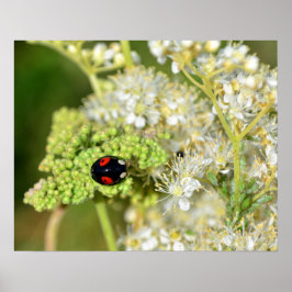 Póster Der schwarz - rote Marienkäfer