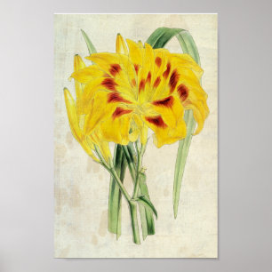 Póster Derivado de doble flor vintage
