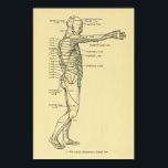 Póster Dermatomas Cuadro del sistema nervioso Quiroprácti<br><div class="desc">Ilustracion de anatomía ventilado de la visión lateral de los dermatomas del cuerpo humano. Mostrando los niveles cervicales,  torácicos,  lumbares y sacrales de la espina dorsal. Para la quiropráctica y el consultorio médico.</div>