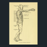 Póster Dermatomas Cuadro del sistema nervioso Quiroprácti<br><div class="desc">Ilustracion de anatomía ventilado de la visión lateral de los dermatomas del cuerpo humano. Mostrando los niveles cervicales,  torácicos,  lumbares y sacrales de la espina dorsal. Para la quiropráctica y el consultorio médico.</div>