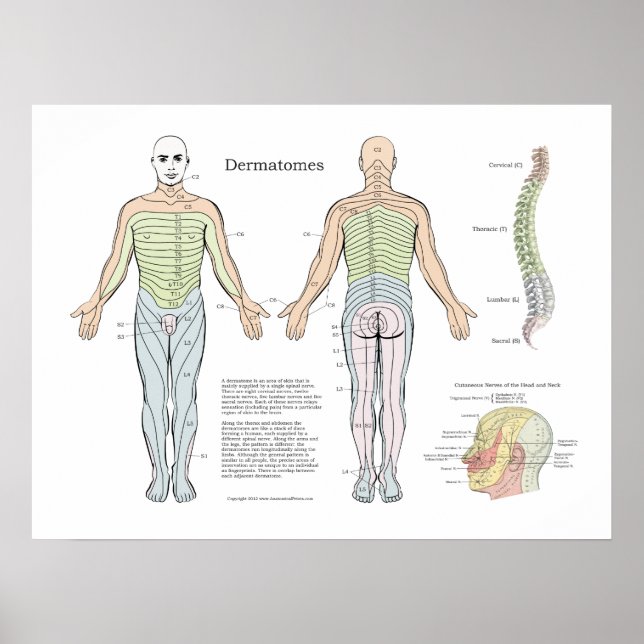 Póster Dermatomas espinales Poster Quiropráctico (Frente)