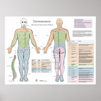 Póster Dermatomes Myotomes Poster de Reflexiones Profunda
