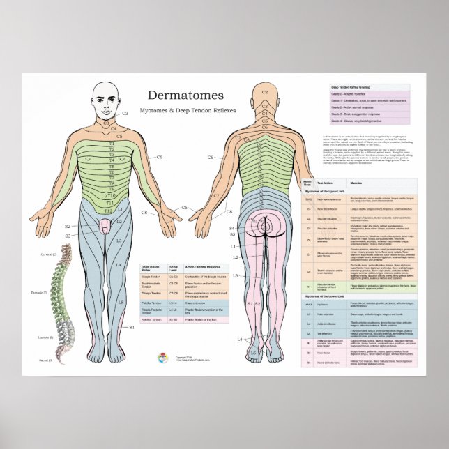 Póster Dermatomes Myotomes Poster de Reflexiones Profunda (Frente)