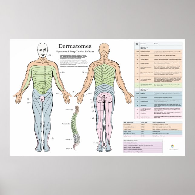 Póster Dermatomes Myotomes Refleja Poster Quiropráctica (Frente)