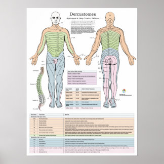 Póster Dermatomes Myotomes y Chiropractica Poster DTR
