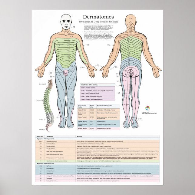 Póster Dermatomes Myotomes y Chiropractica Poster DTR (Frente)