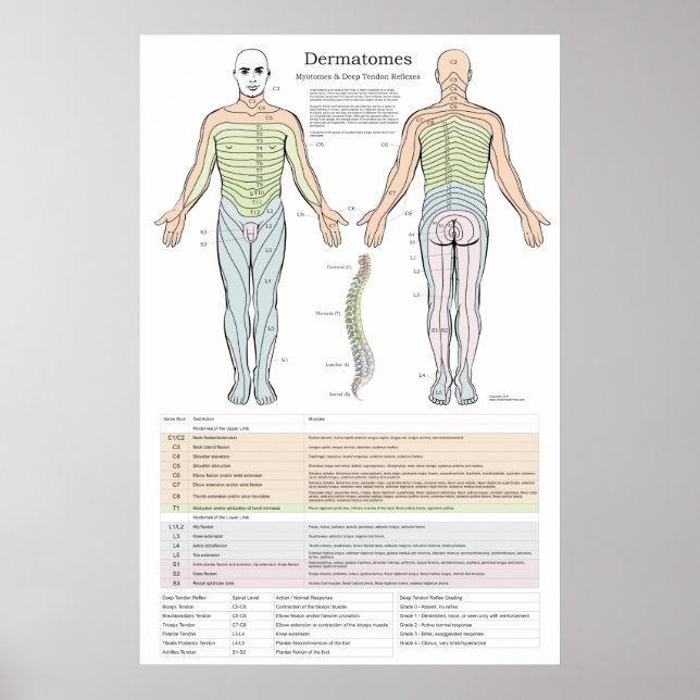 Póster Dermatomes, Myotomes y Poster DTR (Frente)