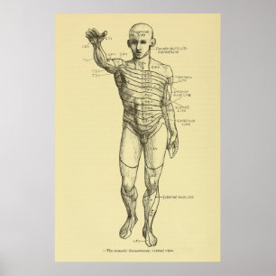 Póster Dermatomes Nervous System Chart Chiropractic