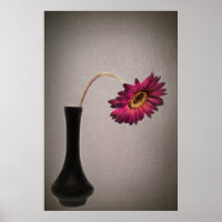 Derrame Gerbera Daisy En Vase