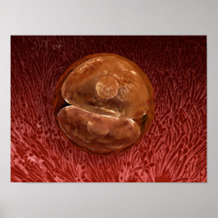 Póster Desarrollo de Zygote: 24-36 horas