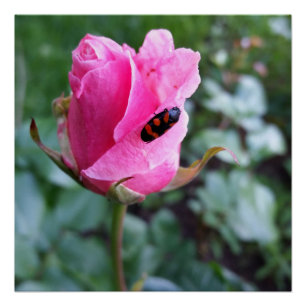 Póster descansando sobre un rosa