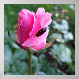 Póster descansando sobre un rosa