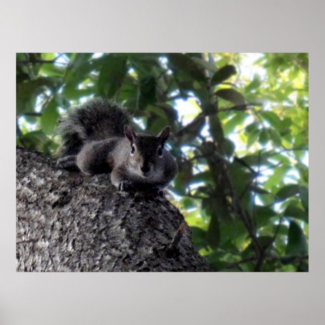 Póster Descanso de ardillas en el árbol (Frente)