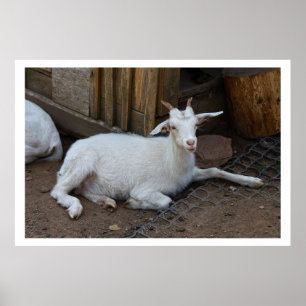 Póster Descanso de cabra blanca