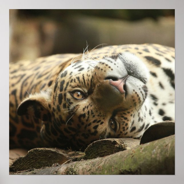 Póster Descanso de Jaguar (Frente)