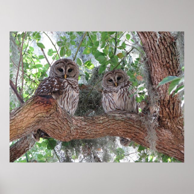 Póster Descanso de la tarde (Frente)