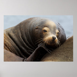 Póster Descanso de leones en el mar de California