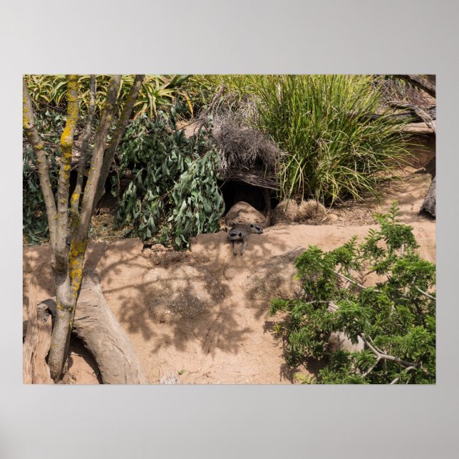 Póster Descanso de Meerkats en el Hábitat Natural (Frente)