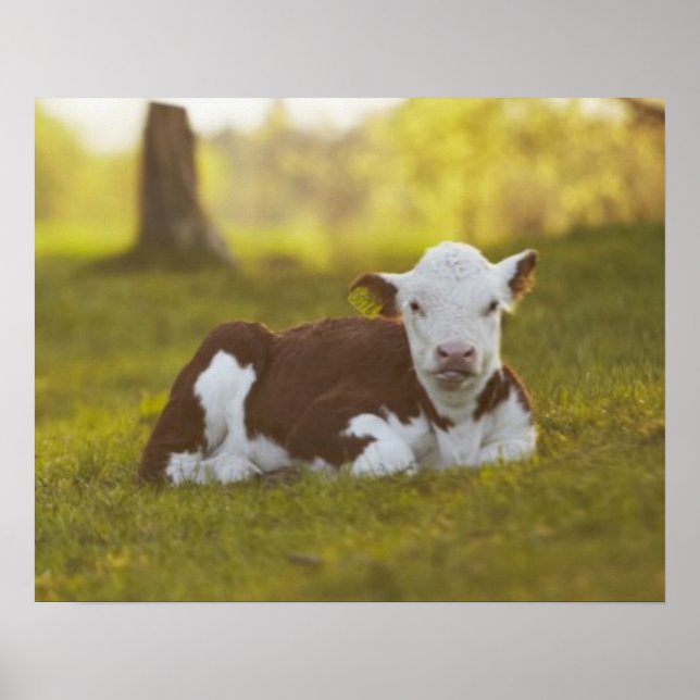 Póster Descanso de ternera (Frente)