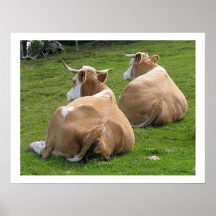 Póster Descanso de vacas en pastoreo