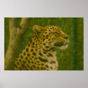 Póster Descanso del leopardo en el entorno de los santuar