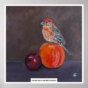 Póster Descanso del mediodía del pinzón doméstico Pintura