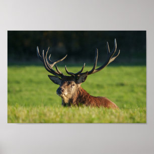 Póster Descanso En La Grasa Verde