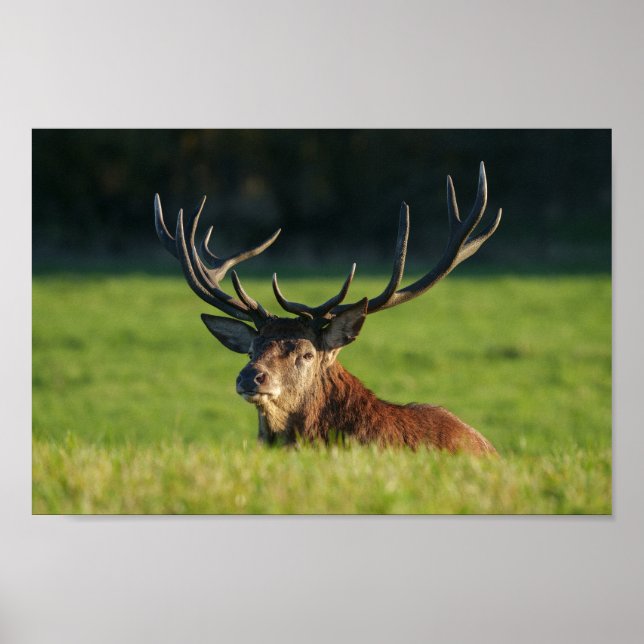 Póster Descanso En La Grasa Verde (Frente)