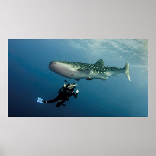 Póster ¿Descanso Para La Cobertura? (Frente)