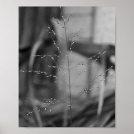 Póster Deschampsia flexuosa