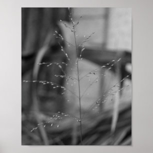 Póster Deschampsia flexuosa