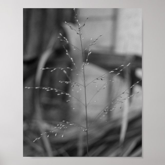 Póster Deschampsia flexuosa (Frente)