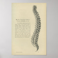Descripción de la columna vertebral