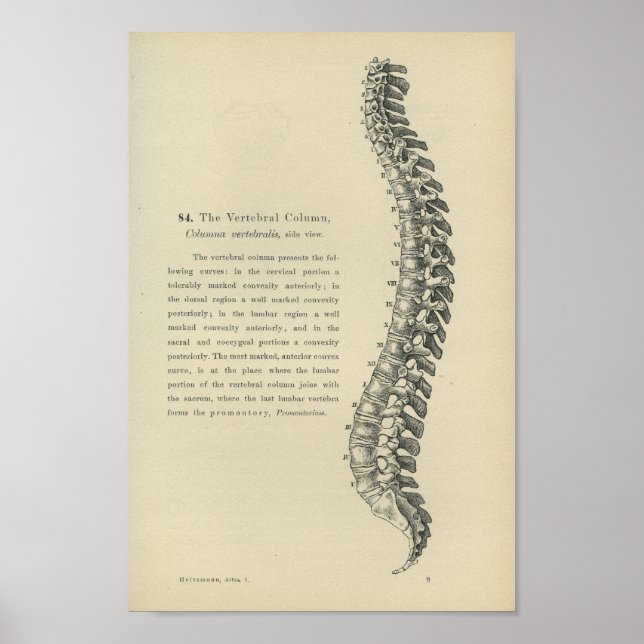 Póster Descripción de la columna vertebral (Frente)