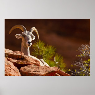 Póster Desert Bighorn sheep (Ovis canadensis nelsoni).