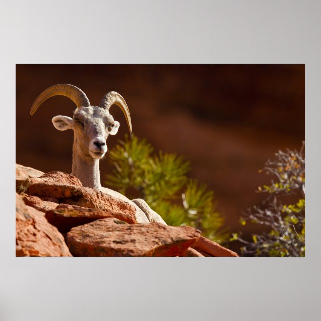 Póster Desert Bighorn sheep (Ovis canadensis nelsoni). (Frente)