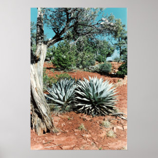 Póster Desert Cactus