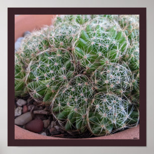 Póster Desert Cactus