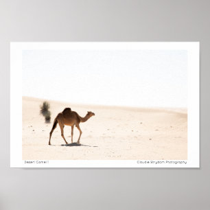 Póster Desert Camel 1