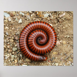 Póster Desert Millipede