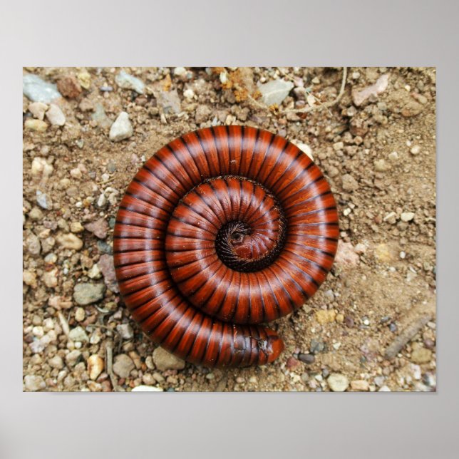 Póster Desert Millipede (Frente)